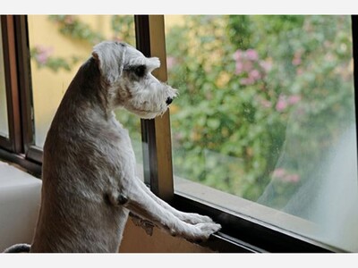 Champaign Pet Owner's It's Real