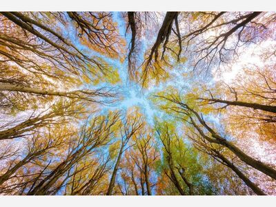 Springfield Illinois State Capitol 